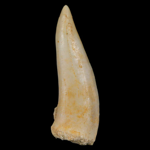 XL 2" Saber Toothed Herring Fossil Fang Enchodus Libycus Cretaceous COA Stand - Fossil Age Minerals