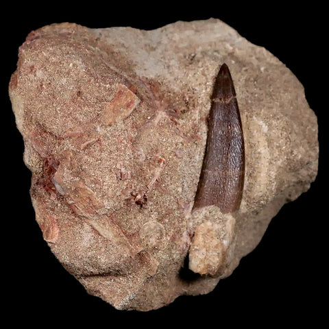 XL 2" Plesiosaur Zarafasaura Tooth Fossil In Matrix Cretaceous Dinosaur Era COA - Fossil Age Minerals