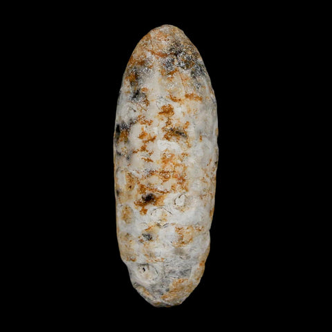 XL 2.2" Fossil Pine Cone Equicalastrobus Replaced By Agate Eocene Age Seeds Fruit