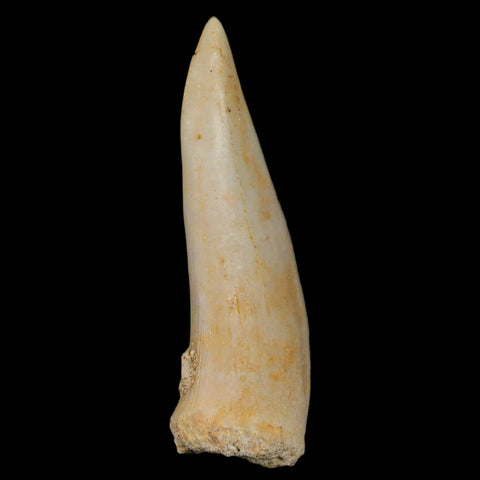 XL 2" Saber Toothed Herring Fossil Fang Enchodus Libycus Cretaceous COA Stand - Fossil Age Minerals