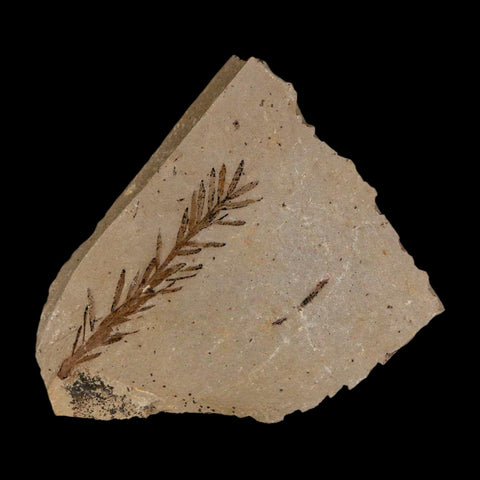 1.6" Detailed Fossil Plant Leafs Metasequoia Dawn Redwood Oligocene Age MT COA