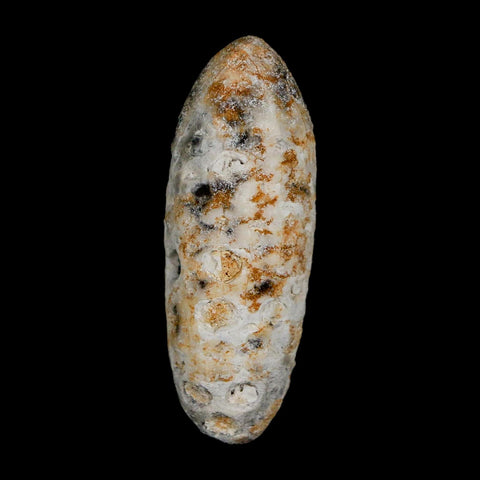 XL 2.2" Fossil Pine Cone Equicalastrobus Replaced By Agate Eocene Age Seeds Fruit