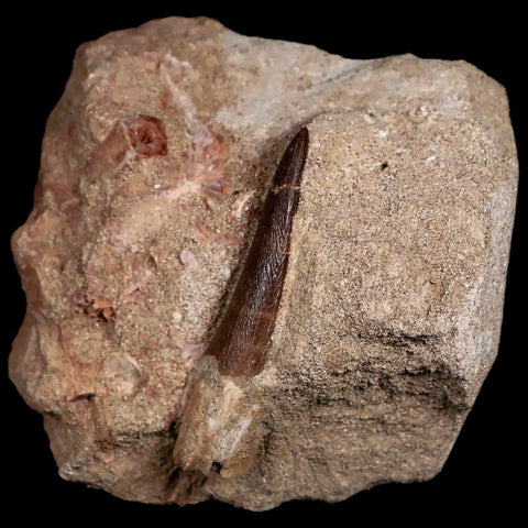 XL 2" Plesiosaur Zarafasaura Tooth Fossil In Matrix Cretaceous Dinosaur Era COA - Fossil Age Minerals