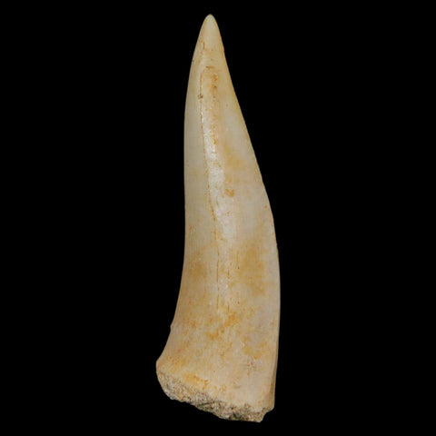 XL 2" Saber Toothed Herring Fossil Fang Enchodus Libycus Cretaceous COA Stand - Fossil Age Minerals