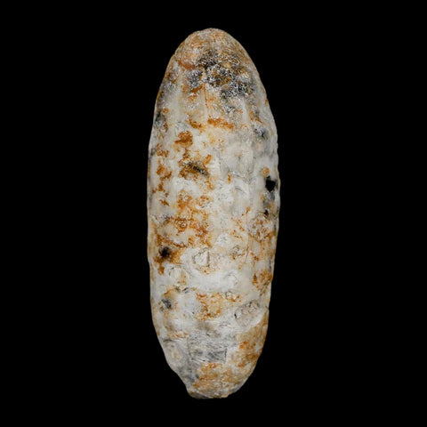 XL 2.2" Fossil Pine Cone Equicalastrobus Replaced By Agate Eocene Age Seeds Fruit
