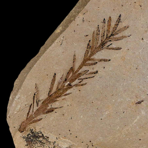 1.6" Detailed Fossil Plant Leafs Metasequoia Dawn Redwood Oligocene Age MT COA
