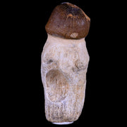 3.3" Globidens Mosasaur Fossil Tooth Root Cretaceous Dinosaur Era COA & Stand