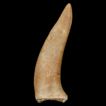 1.9" Saber Toothed Herring Fossil Fang Enchodus Libycus Cretaceous COA Stand