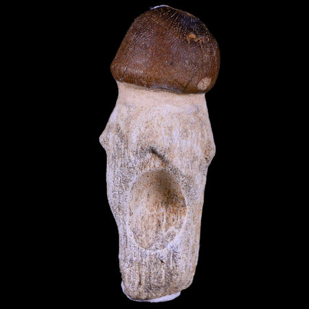 3.3" Globidens Mosasaur Fossil Tooth Root Cretaceous Dinosaur Era COA & Stand