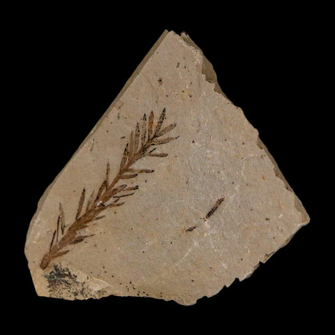 1.6" Detailed Fossil Plant Leafs Metasequoia Dawn Redwood Oligocene Age MT COA
