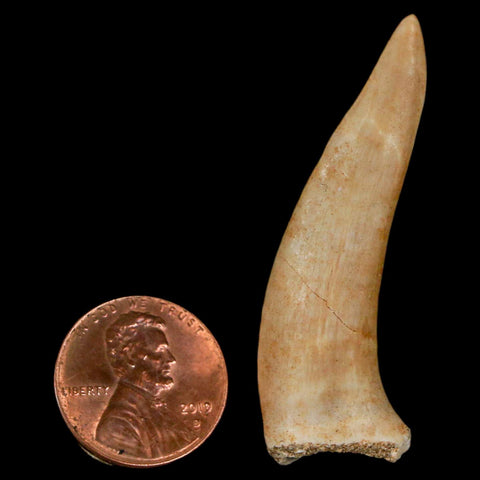 1.9" Saber Toothed Herring Fossil Fang Enchodus Libycus Cretaceous COA Stand - Fossil Age Minerals