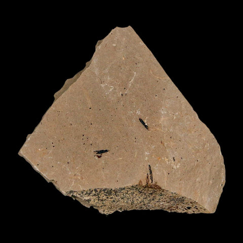 1.6" Detailed Fossil Plant Leafs Metasequoia Dawn Redwood Oligocene Age MT COA