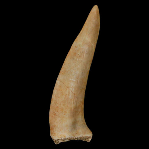 1.9" Saber Toothed Herring Fossil Fang Enchodus Libycus Cretaceous COA Stand - Fossil Age Minerals