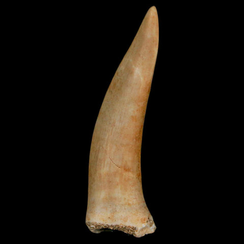 1.9" Saber Toothed Herring Fossil Fang Enchodus Libycus Cretaceous COA Stand - Fossil Age Minerals