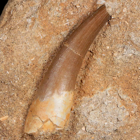 XL 2.1" Plesiosaur Zarafasaura Tooth Fossil In Matrix Cretaceous Dinosaur Era COA