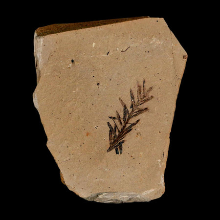 1" Detailed Fossil Plant Leafs Metasequoia Dawn Redwood Oligocene Age MT COA