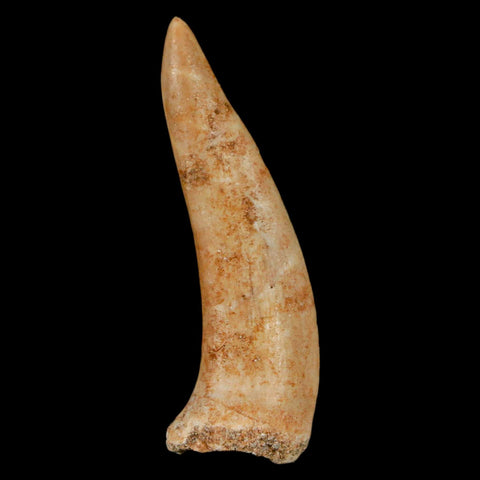 1.9" Saber Toothed Herring Fossil Fang Enchodus Libycus Cretaceous COA Stand - Fossil Age Minerals