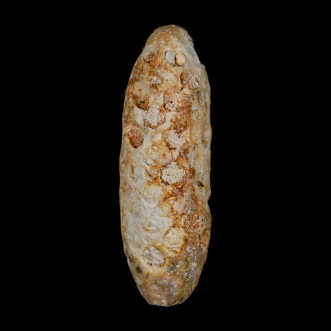 XL 2.1" Fossil Pine Cone Equicalastrobus Replaced By Agate Eocene Age Seeds Fruit