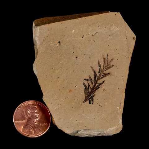 1" Detailed Fossil Plant Leafs Metasequoia Dawn Redwood Oligocene Age MT COA