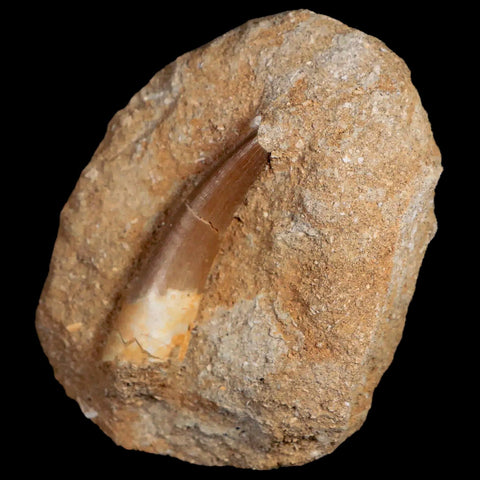 XL 2.1" Plesiosaur Zarafasaura Tooth Fossil In Matrix Cretaceous Dinosaur Era COA - Fossil Age Minerals