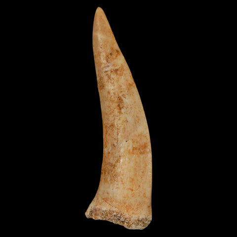 1.9" Saber Toothed Herring Fossil Fang Enchodus Libycus Cretaceous COA Stand - Fossil Age Minerals