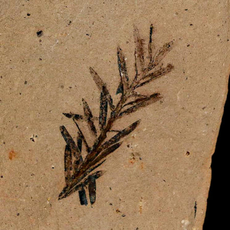1" Detailed Fossil Plant Leafs Metasequoia Dawn Redwood Oligocene Age MT COA