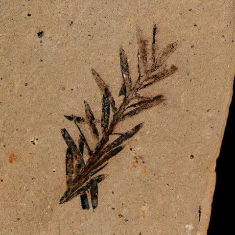 1" Detailed Fossil Plant Leafs Metasequoia Dawn Redwood Oligocene Age MT COA