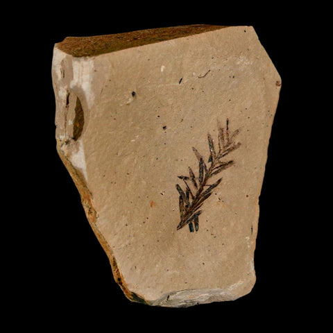 1" Detailed Fossil Plant Leafs Metasequoia Dawn Redwood Oligocene Age MT COA