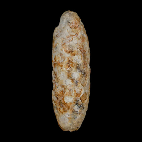 XL 2.1" Fossil Pine Cone Equicalastrobus Replaced By Agate Eocene Age Seeds Fruit