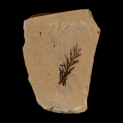 1" Detailed Fossil Plant Leafs Metasequoia Dawn Redwood Oligocene Age MT COA