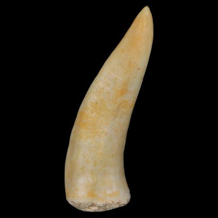 1.9" Saber Toothed Herring Fossil Fang Enchodus Libycus Cretaceous COA Stand