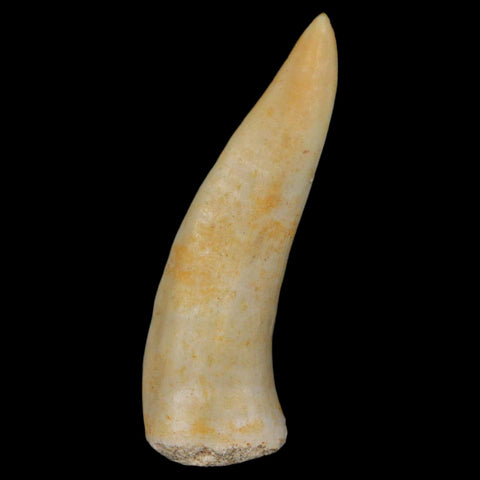 1.9" Saber Toothed Herring Fossil Fang Enchodus Libycus Cretaceous COA Stand - Fossil Age Minerals