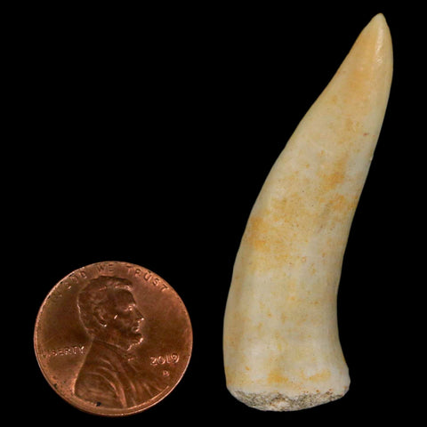 1.9" Saber Toothed Herring Fossil Fang Enchodus Libycus Cretaceous COA Stand - Fossil Age Minerals