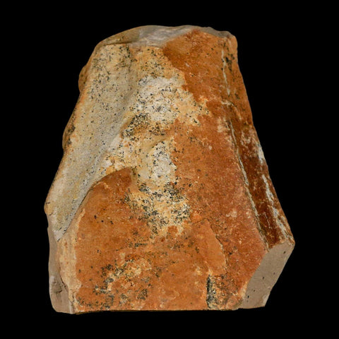 1" Detailed Fossil Plant Leafs Metasequoia Dawn Redwood Oligocene Age MT COA