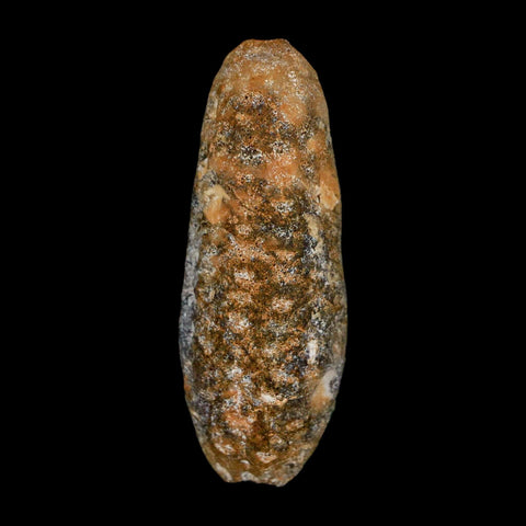 XL 2.1" Fossil Pine Cone Equicalastrobus Replaced By Agate Eocene Age Seeds Fruit