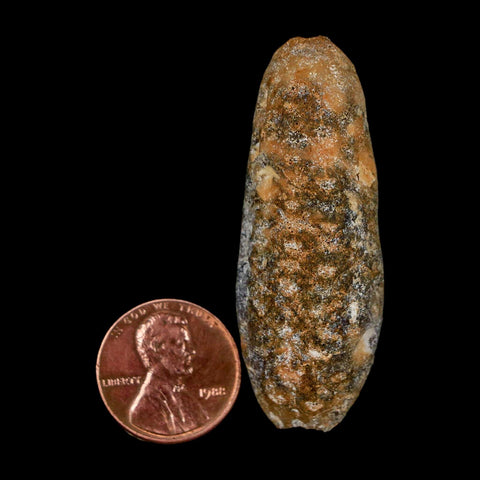 XL 2.1" Fossil Pine Cone Equicalastrobus Replaced By Agate Eocene Age Seeds Fruit