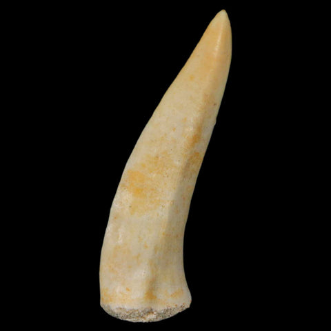 1.9" Saber Toothed Herring Fossil Fang Enchodus Libycus Cretaceous COA Stand - Fossil Age Minerals