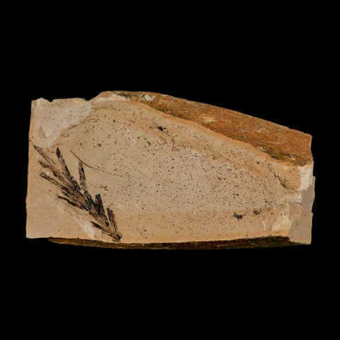 2.2" Detailed Fossil Plant Leafs Metasequoia Dawn Redwood Oligocene Age MT COA