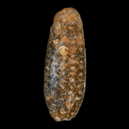 XL 2.1" Fossil Pine Cone Equicalastrobus Replaced By Agate Eocene Age Seeds Fruit