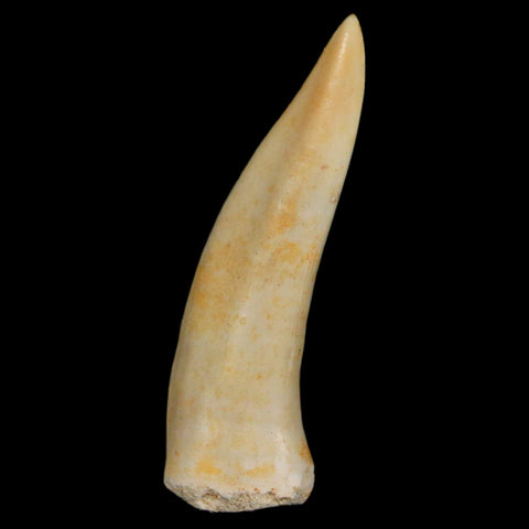 1.9" Saber Toothed Herring Fossil Fang Enchodus Libycus Cretaceous COA Stand - Fossil Age Minerals