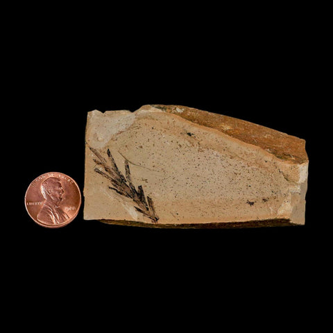 2.2" Detailed Fossil Plant Leafs Metasequoia Dawn Redwood Oligocene Age MT COA
