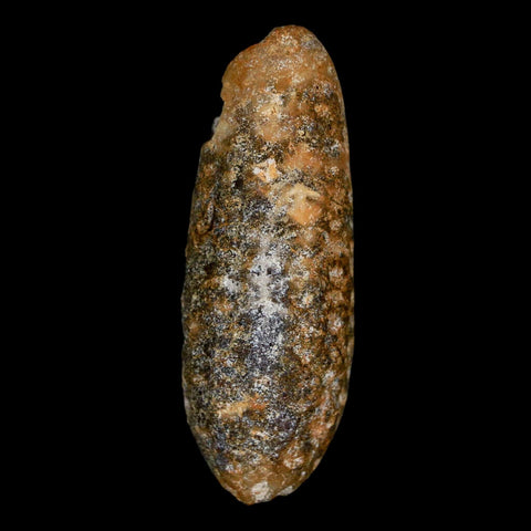 XL 2.1" Fossil Pine Cone Equicalastrobus Replaced By Agate Eocene Age Seeds Fruit