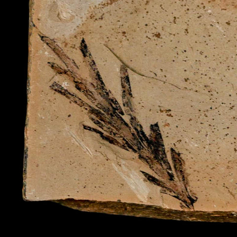 2.2" Detailed Fossil Plant Leafs Metasequoia Dawn Redwood Oligocene Age MT COA