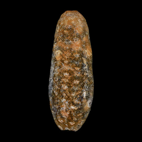 XL 2.1" Fossil Pine Cone Equicalastrobus Replaced By Agate Eocene Age Seeds Fruit