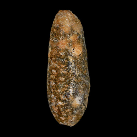 XL 2.1" Fossil Pine Cone Equicalastrobus Replaced By Agate Eocene Age Seeds Fruit