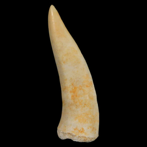 1.9" Saber Toothed Herring Fossil Fang Enchodus Libycus Cretaceous COA Stand - Fossil Age Minerals