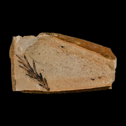 2.2" Detailed Fossil Plant Leafs Metasequoia Dawn Redwood Oligocene Age MT COA