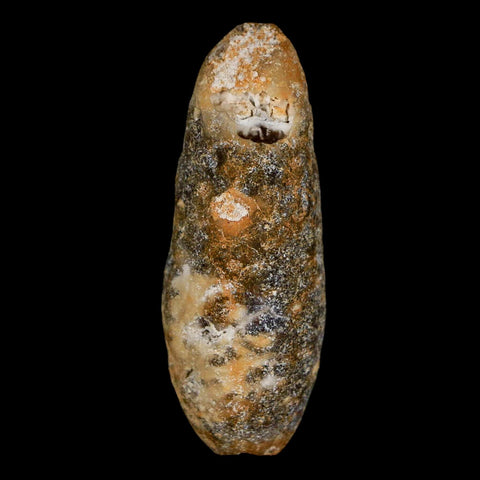 XL 2.1" Fossil Pine Cone Equicalastrobus Replaced By Agate Eocene Age Seeds Fruit