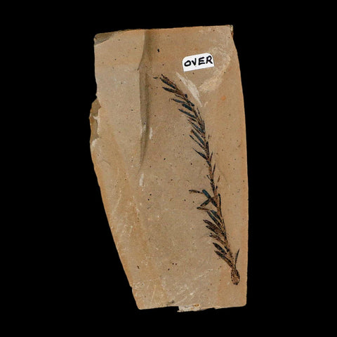 2.2" Detailed Fossil Plant Leafs Metasequoia Dawn Redwood Oligocene Age MT COA
