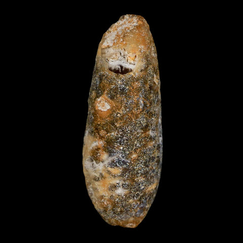 XL 2.1" Fossil Pine Cone Equicalastrobus Replaced By Agate Eocene Age Seeds Fruit